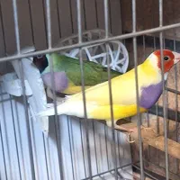 سالن تکثیر آیهان گلدین