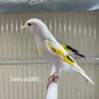 پرنده معاوضه هارد لپتاپ