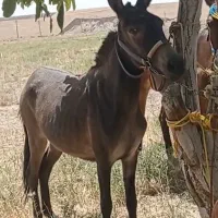 سلام یک راس قاطر ماده به فروش میرسد