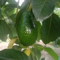 فروش میوه آووکادو