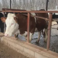 کارگر گاوداری