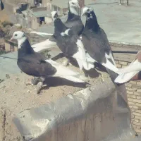 شازده|پرنده|سامان, |دیوار