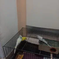 مرق عشق|پرنده|محمدشهر, محمدشهر|دیوار