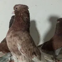 کفتر سرخ