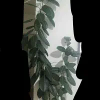 گل فیکوس الاستیکاست