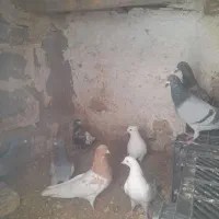 ۷عددهست