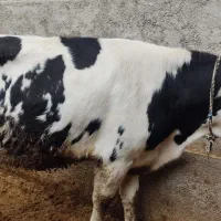 تلیسه .گوساله. سیمینتال تمام پروار