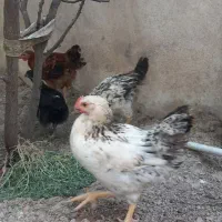 فروش جوجه سه ماهه