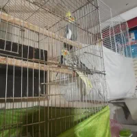 سلام دوجوفت عروس هلندی و یه برزیلی