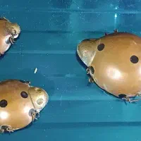 مجسمه برنجی دکوری کفشدوزک سه تایی