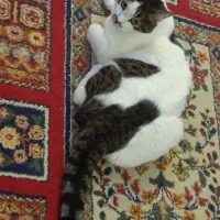 گربه گمشده