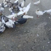 ک. فتر