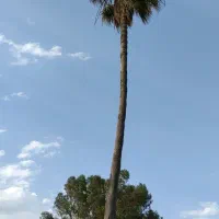 طبیعت