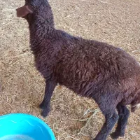بره بزغاله میش بز