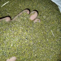 بذر شبدر دوچین
