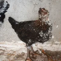 فروشی و معاوضه ای