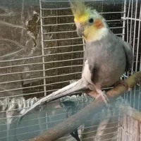 عروس هلندی نر