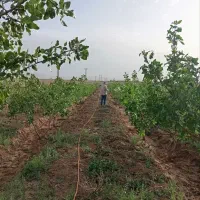 کارگر مزرعه