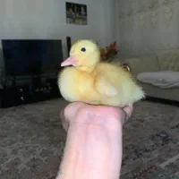 جوجه اردک سرحال زرنگ
