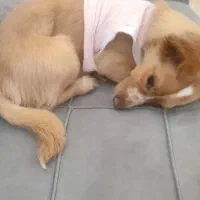 نانا ۴ساله