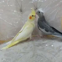 عروس