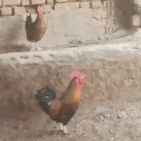 خروس عربی