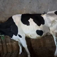 گاو گوساله