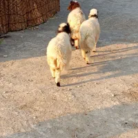 بره پروار