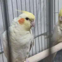 ۲ جفت عروس هلندی ۱۷ماهه سخن گو