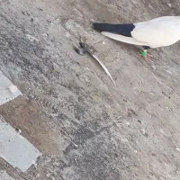 کفتر دم سیاه ماده یک کاکلی