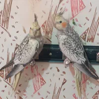 فروش جوجه عروس هلندی