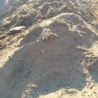 کود گاوی ، انبار حیوانی