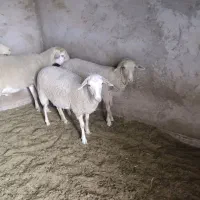 فروش دو راس بره ماده تازه قوچ خورده