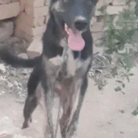 طوله سرابی