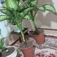 گلهای سرحال دیفن باخیا