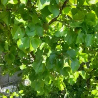 زمین 250 متری سند دار