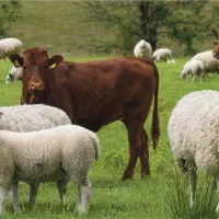 ذبح انواع دام سبک و سنگین(گاو و گوسفند)