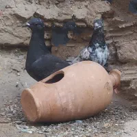 چند عدد کفتر معامله 250