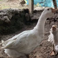 جوجه قو غاز اوکراینی