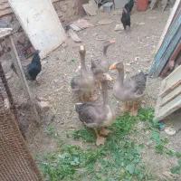 غاز