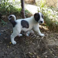 سگ خراسانی نصل خوب