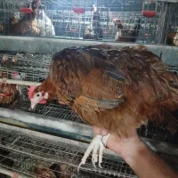 مرغ محلی تخمگذار گلپا