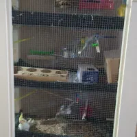 عروس هلندی فنچ و مرغ عشق  عروس مولد