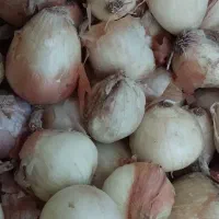 پیاز ریز مناسب ترشی