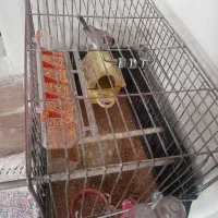 پرنده قفس کوچک  ۲عدد