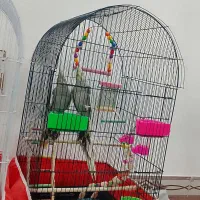 عروس هلندی