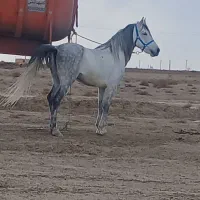 اسب|اسب و تجهیزات اسب‌سواری|رودشت (اصفهان), |دیوار