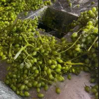 غوره تازه عمده و جزیی