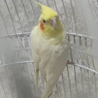 عروس نر