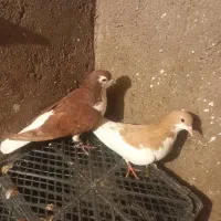 کبوتر چپ